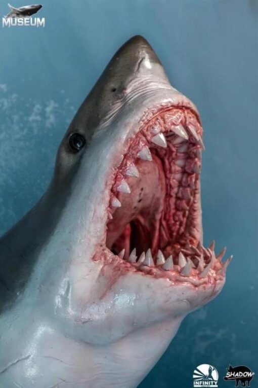 INFINITY STUDIO Carcharodon 1/4 SCALE STATUE LIMITED EDITION THE GREAT WHITE SHARK MUSEUM SERIES STATUE - Image 2