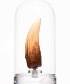 ELITE CREATURE COLLECTIBLE PRESENTS: Screen Used T-Rex Tooth Reproduction - Image 11