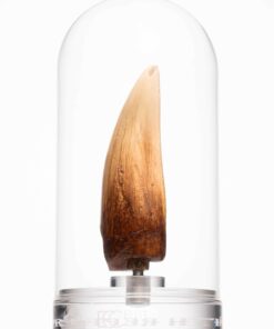 ELITE CREATURE COLLECTIBLE PRESENTS: Screen Used T-Rex Tooth Reproduction