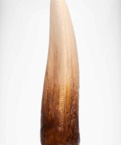 ELITE CREATURE COLLECTIBLE PRESENTS: Screen Used T-Rex Tooth Reproduction - Image 6