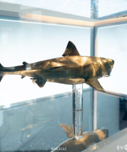 ELITE CREATURE COLLECTIBLES PRESENTS: Jaws Bronze 1/18 Scale Statue - Image 12