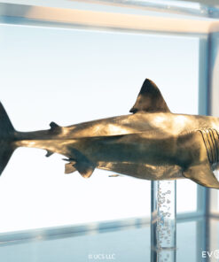 ELITE CREATURE COLLECTIBLES PRESENTS: Jaws Bronze 1/18 Scale Statue - Image 11