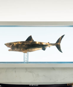 ELITE CREATURE COLLECTIBLES PRESENTS: Jaws Bronze 1/18 Scale Statue - Image 6