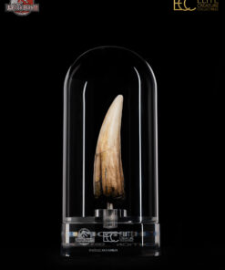 ELITE CREATURE COLLECTIBLES PRESENTS: Jurassic Park III – Spinosaurus Tooth Prop Reproduction - Image 11