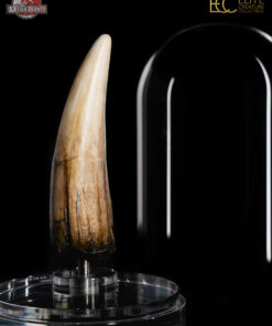 ELITE CREATURE COLLECTIBLES PRESENTS: Jurassic Park III – Spinosaurus Tooth Prop Reproduction - Image 5