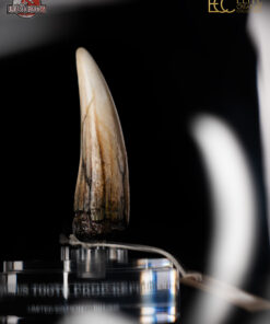 ELITE CREATURE COLLECTIBLES PRESENTS: Jurassic Park III – Spinosaurus Tooth Prop Reproduction - Image 7