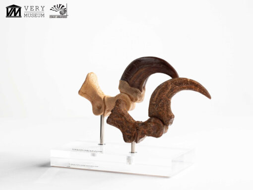 ELITE CREATURE COLLECTIBLES PRESENTS:  Jurassic Park – Velociraptor Foot Claw and Fossil Claw Set - Image 4