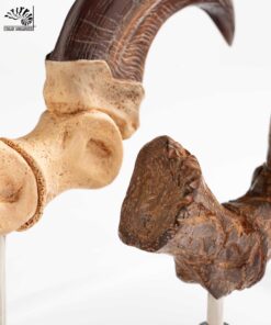 ELITE CREATURE COLLECTIBLES PRESENTS:  Jurassic Park – Velociraptor Foot Claw and Fossil Claw Set - Image 7