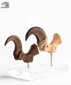 Alternative view of ELITE CREATURE COLLECTIBLES PRESENTS: Jurassic Park – Velociraptor Foot Claw and Fossil Claw Set