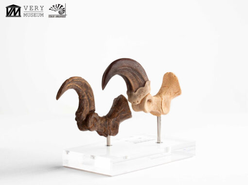 ELITE CREATURE COLLECTIBLES PRESENTS:  Jurassic Park – Velociraptor Foot Claw and Fossil Claw Set - Image 2