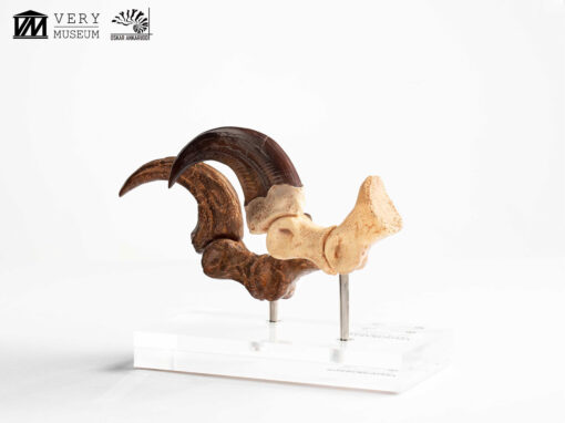 ELITE CREATURE COLLECTIBLES PRESENTS:  Jurassic Park – Velociraptor Foot Claw and Fossil Claw Set - Image 9