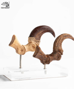 ELITE CREATURE COLLECTIBLES PRESENTS:  Jurassic Park – Velociraptor Foot Claw and Fossil Claw Set - Image 12