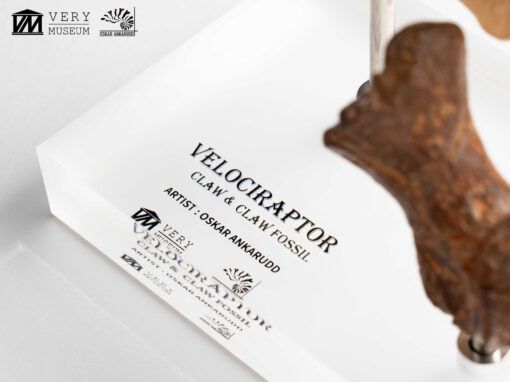 ELITE CREATURE COLLECTIBLES PRESENTS:  Jurassic Park – Velociraptor Foot Claw and Fossil Claw Set - Image 11